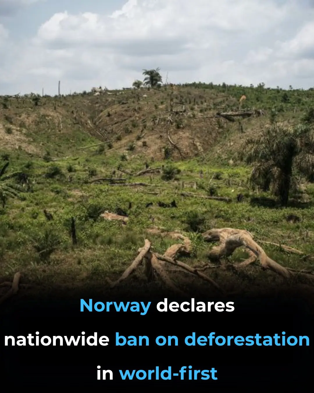 Norway Declares Nationwide Ban on Deforestation In World-First