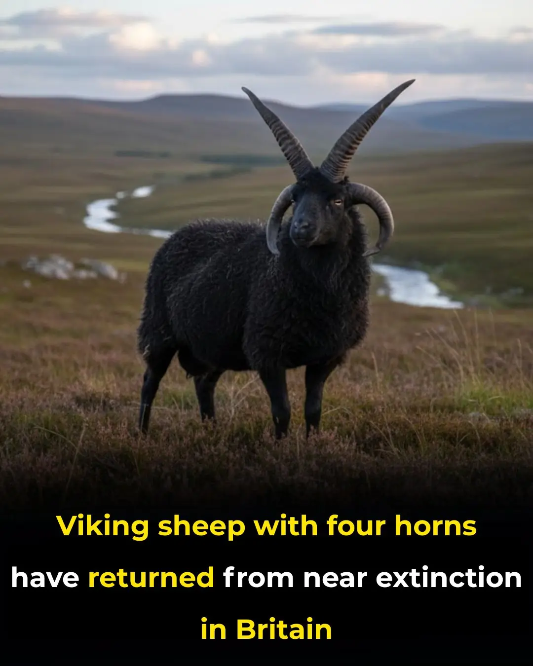 Viking Sheep With Four Horns Have Returned From Near Extinction in Britain