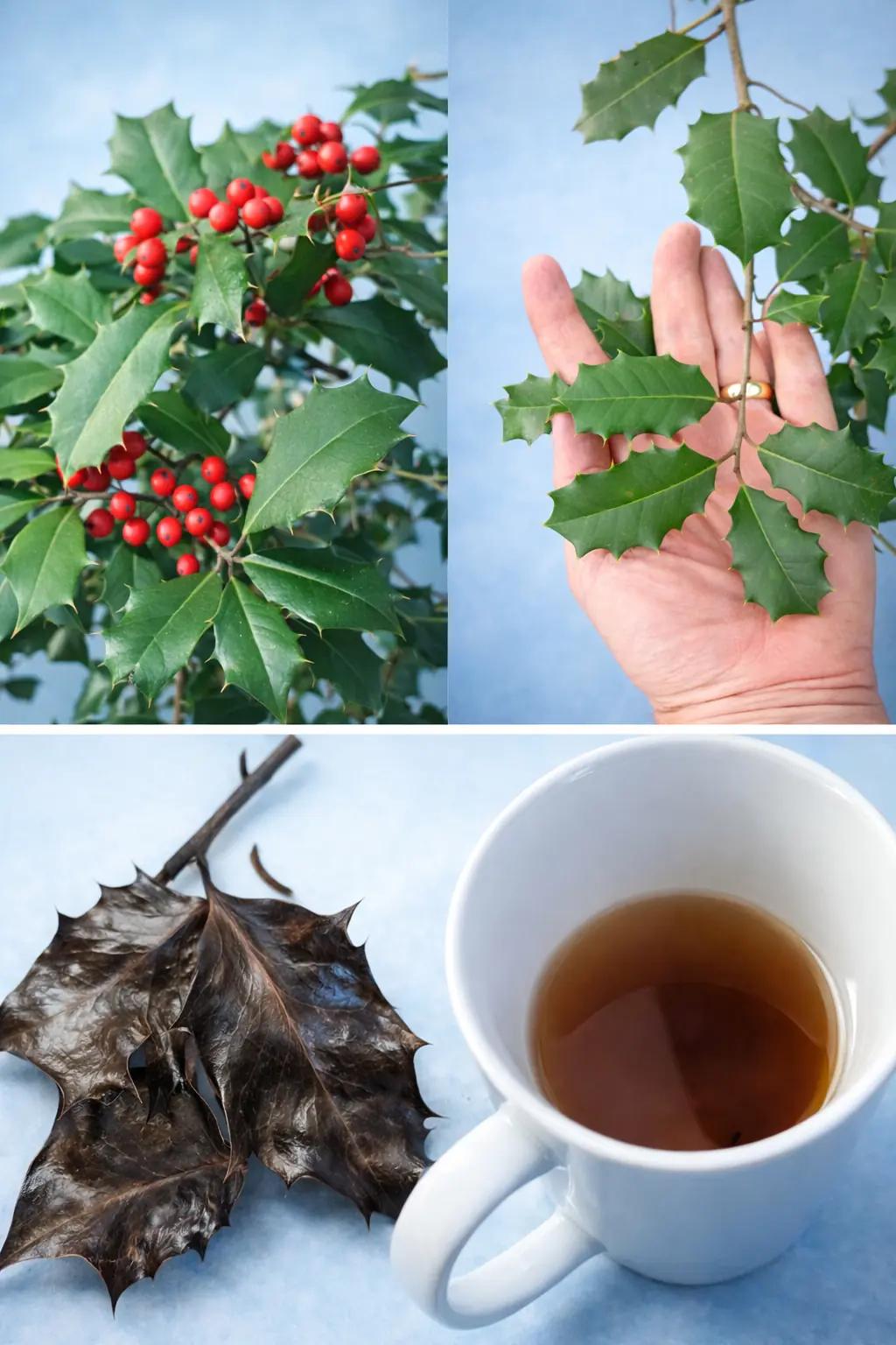 The Hidden Power of American Holly (Ilex opaca): More Than a Holiday Symbol