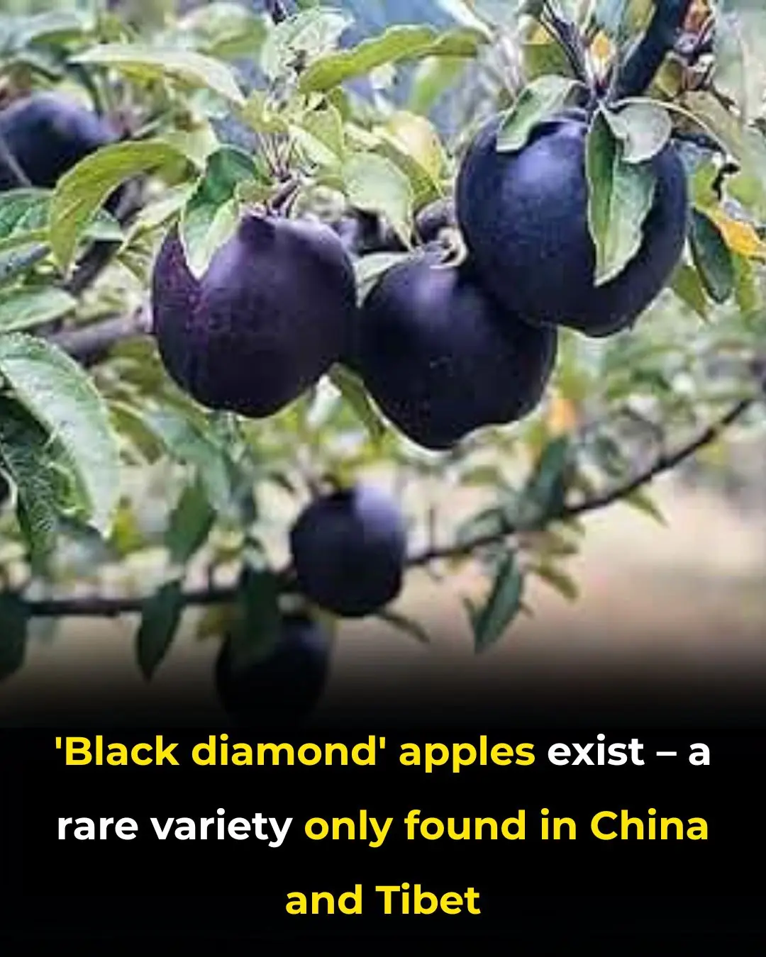 ‘Black Diamond’ Apples Exist — A Rare Variety Only Found in China And Tibet