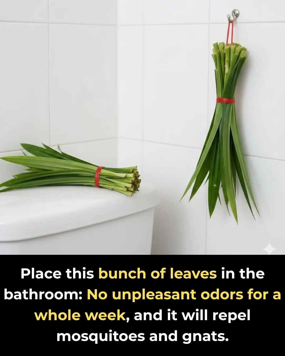 Place this bunch of leaves in the bathroom: No unpleasant odors for a whole week, and it will repel mosquitoes and gnats.