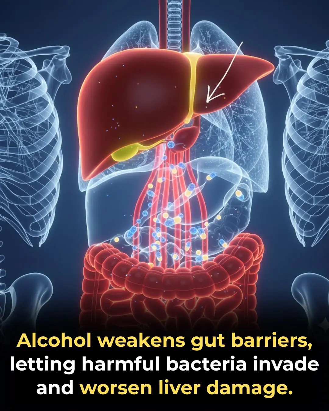 The Gut-Liver Connection: How Alcohol Impairs Immune Defenses and Exacerbates Liver Damage