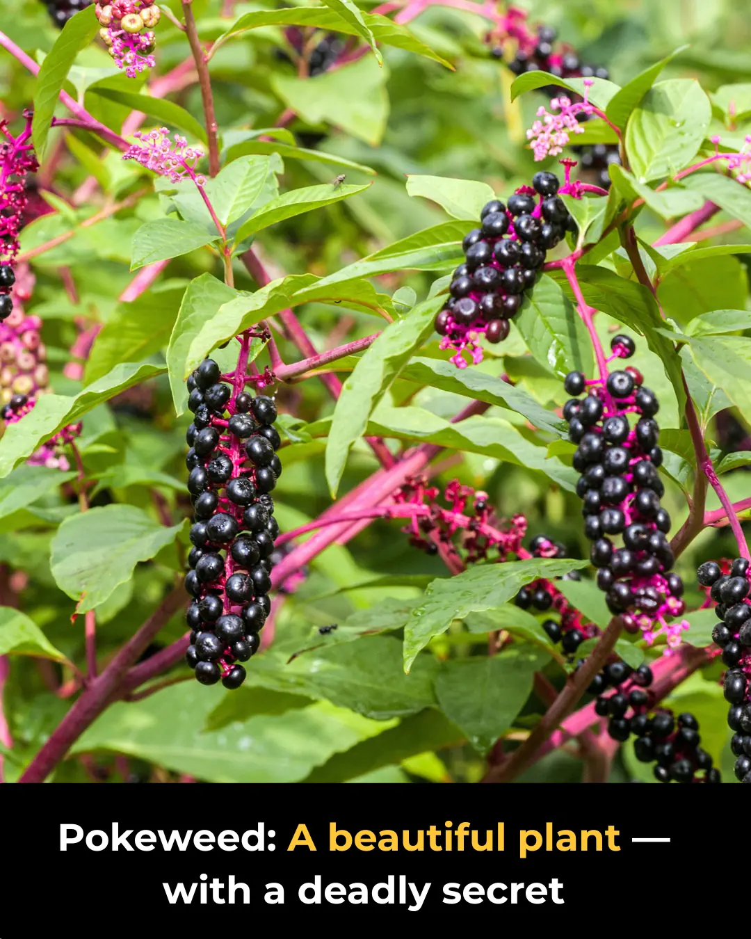 Pokeweed (Phytolacca americana): Why You Should Keep Your Distance from This Toxic Plant
