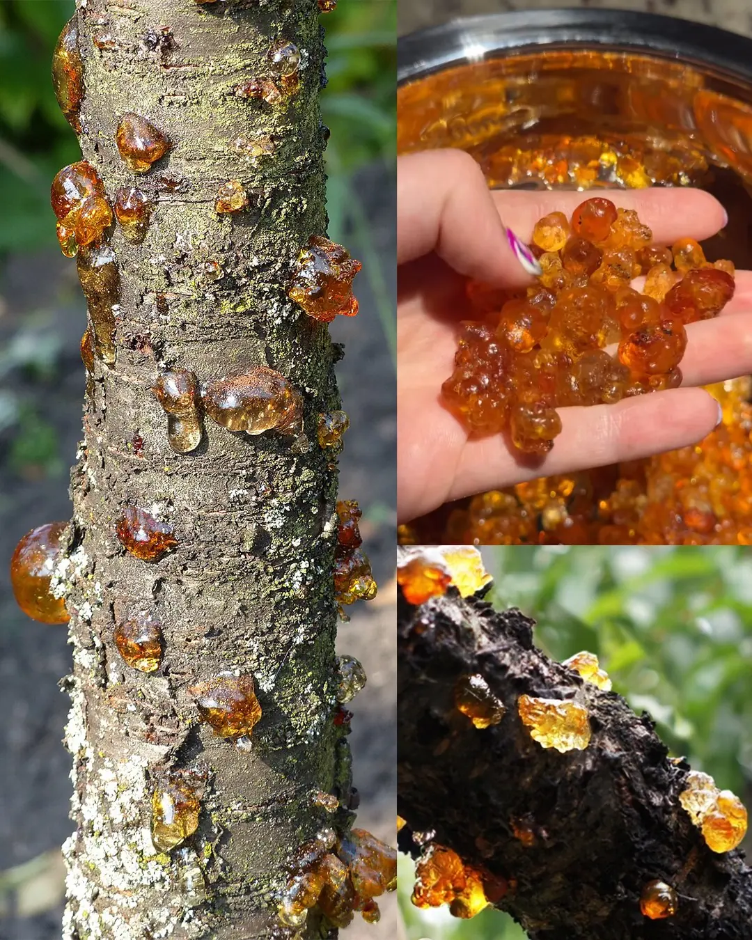 The Power of Peach Tree Resin (Tao Jiao): 15 Surprising Benefits and How to Use It at Home