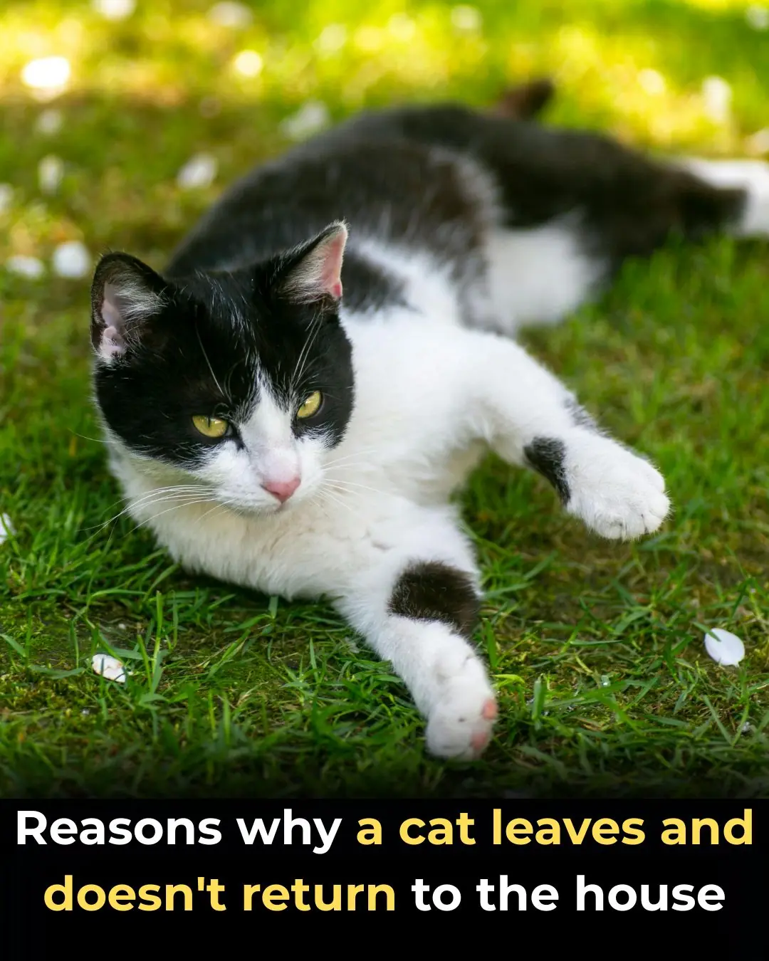 Why Cats Leave Home and Don’t Return