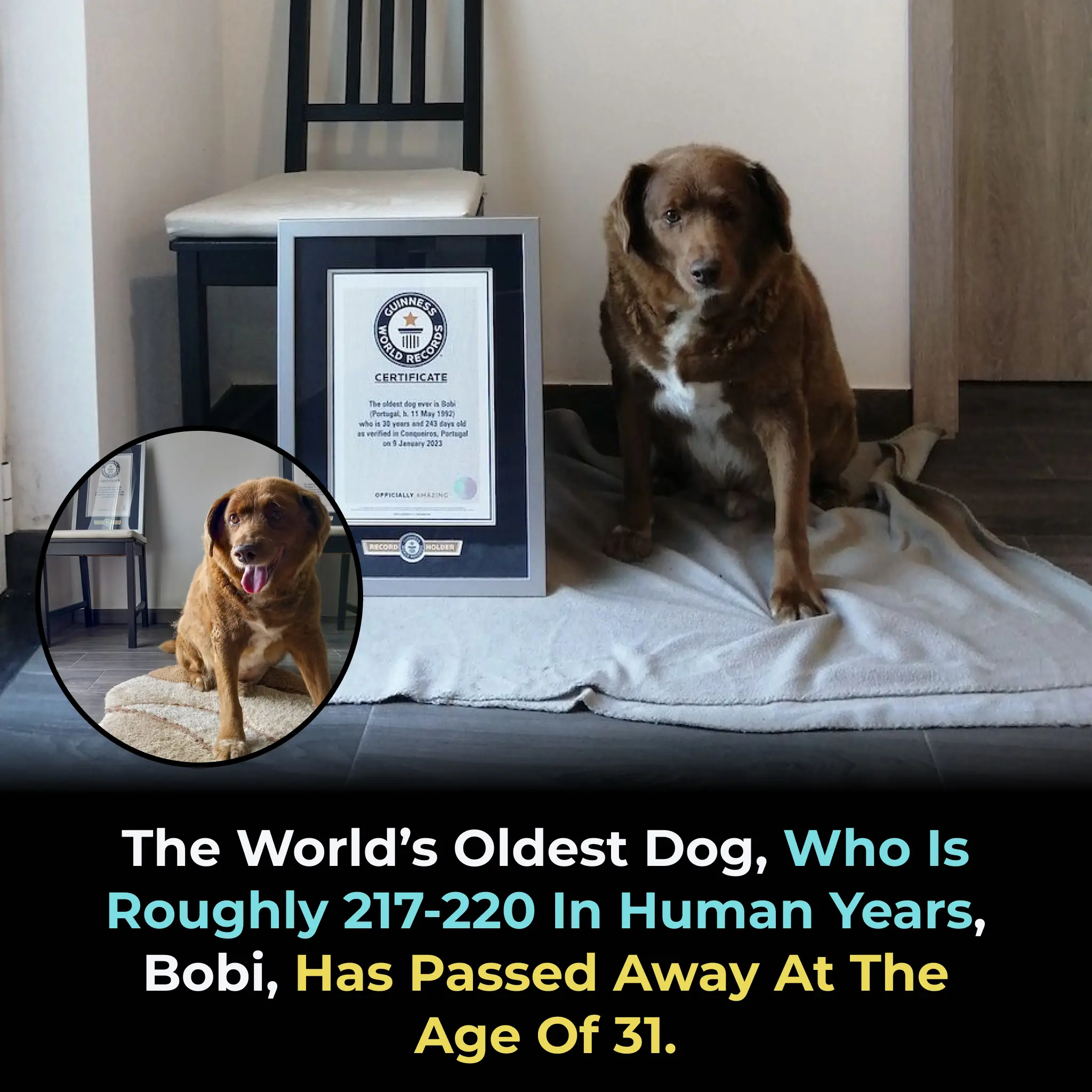 The World Bids Farewell to Bobi, the World's Oldest Dog, at the Age of 31