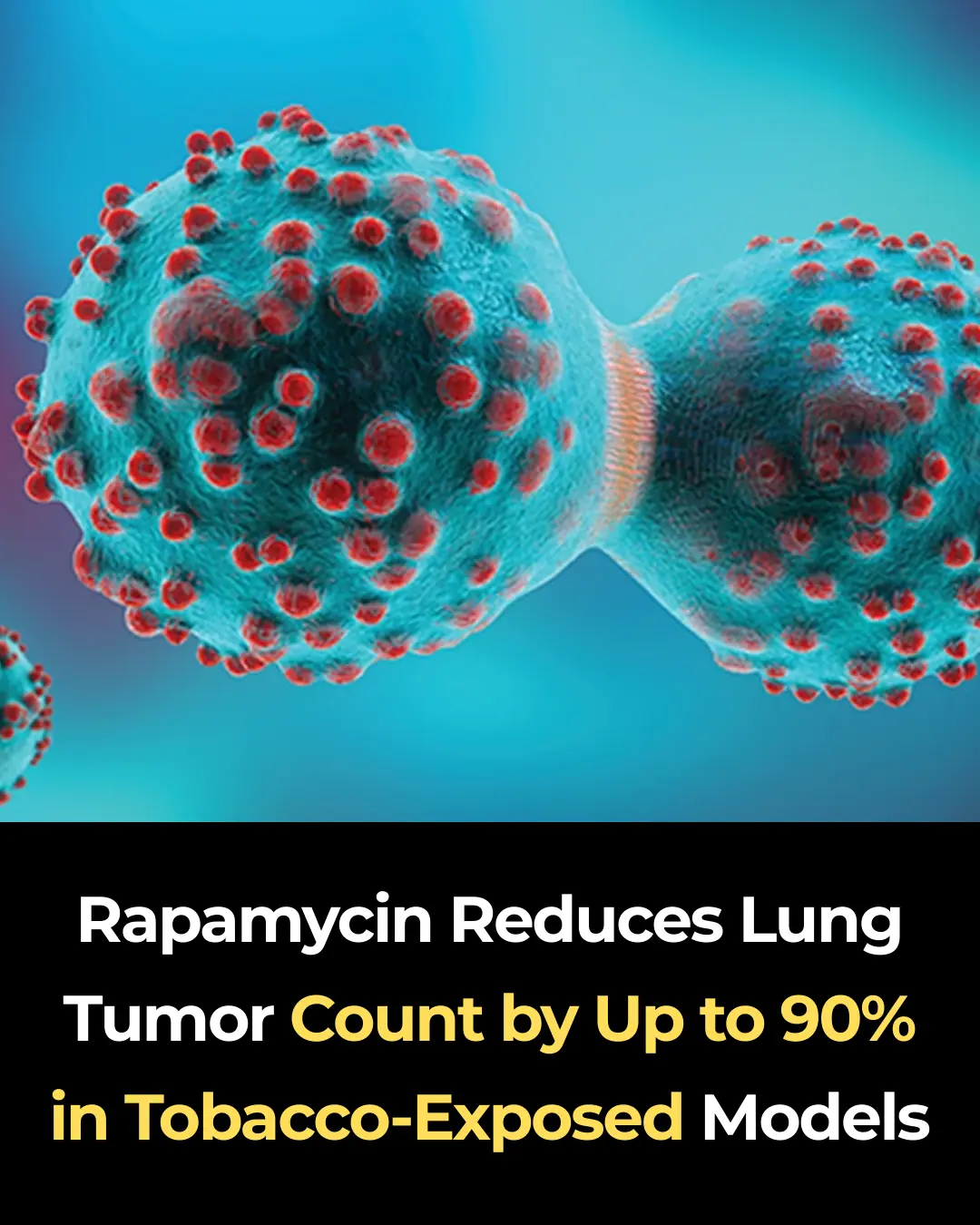 Rapamycin Reduces Lung Tumor Count by Up to 90% in Tobacco-Exposed Models