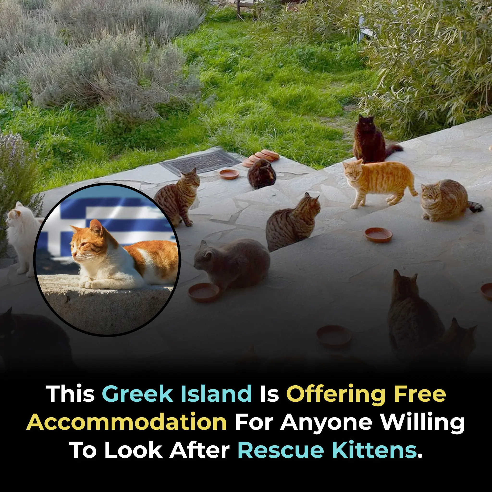 Syros Cats: A Sanctuary for Feline Rescue and Compassion in Greece
