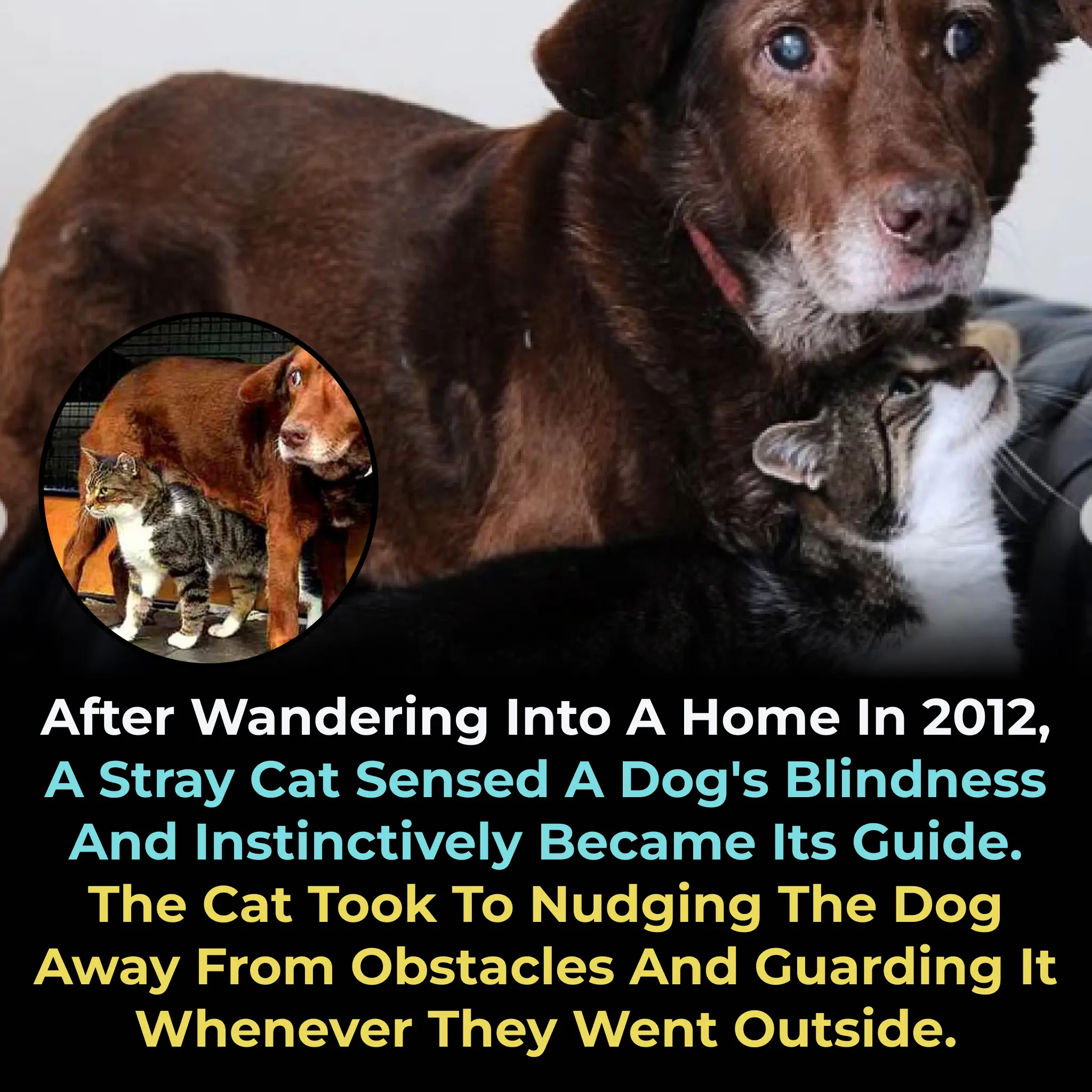 A Magical Bond: The Unlikely Friendship Between a Blind Dog and a Stray Cat in Wales