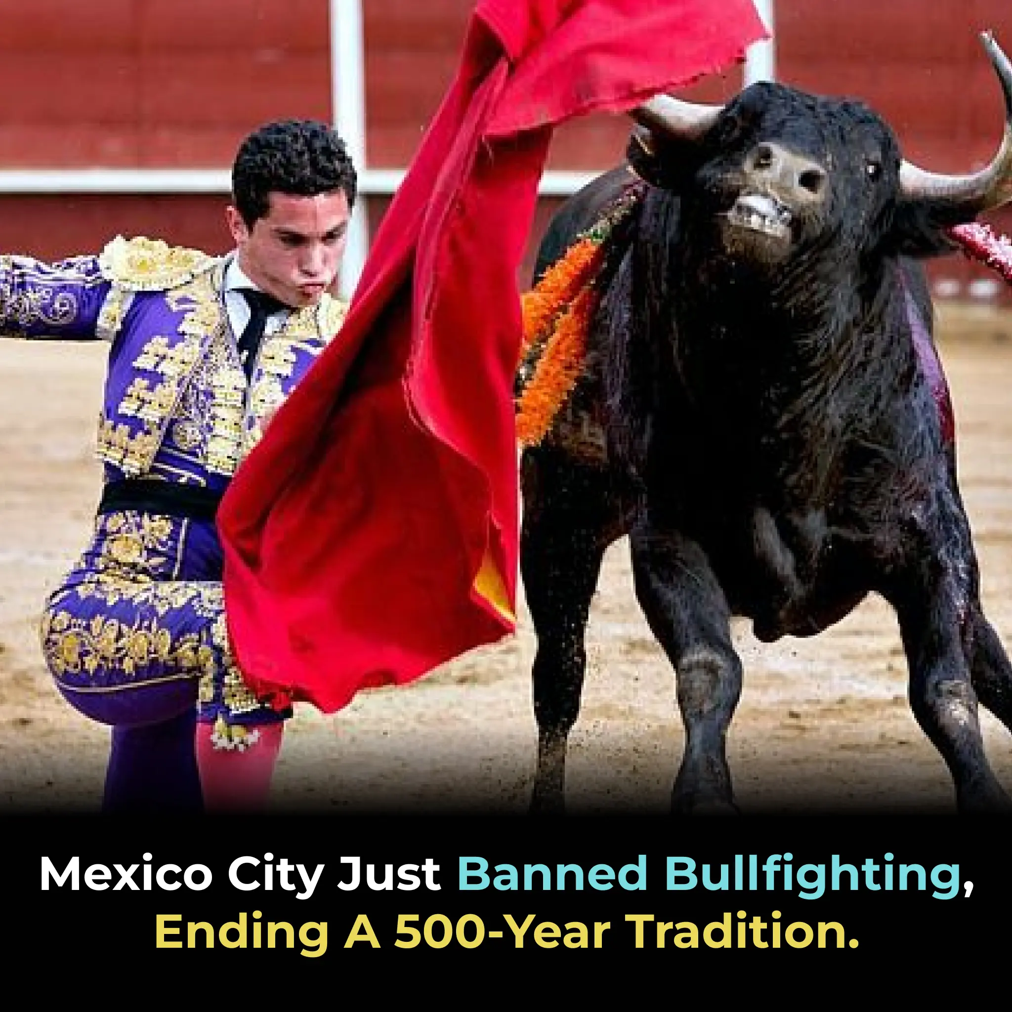 Mexico City Passes Landmark Law Banning Violent Practices in Bullfighting: A Controversial Move Toward "Bullfighting Without Violence"