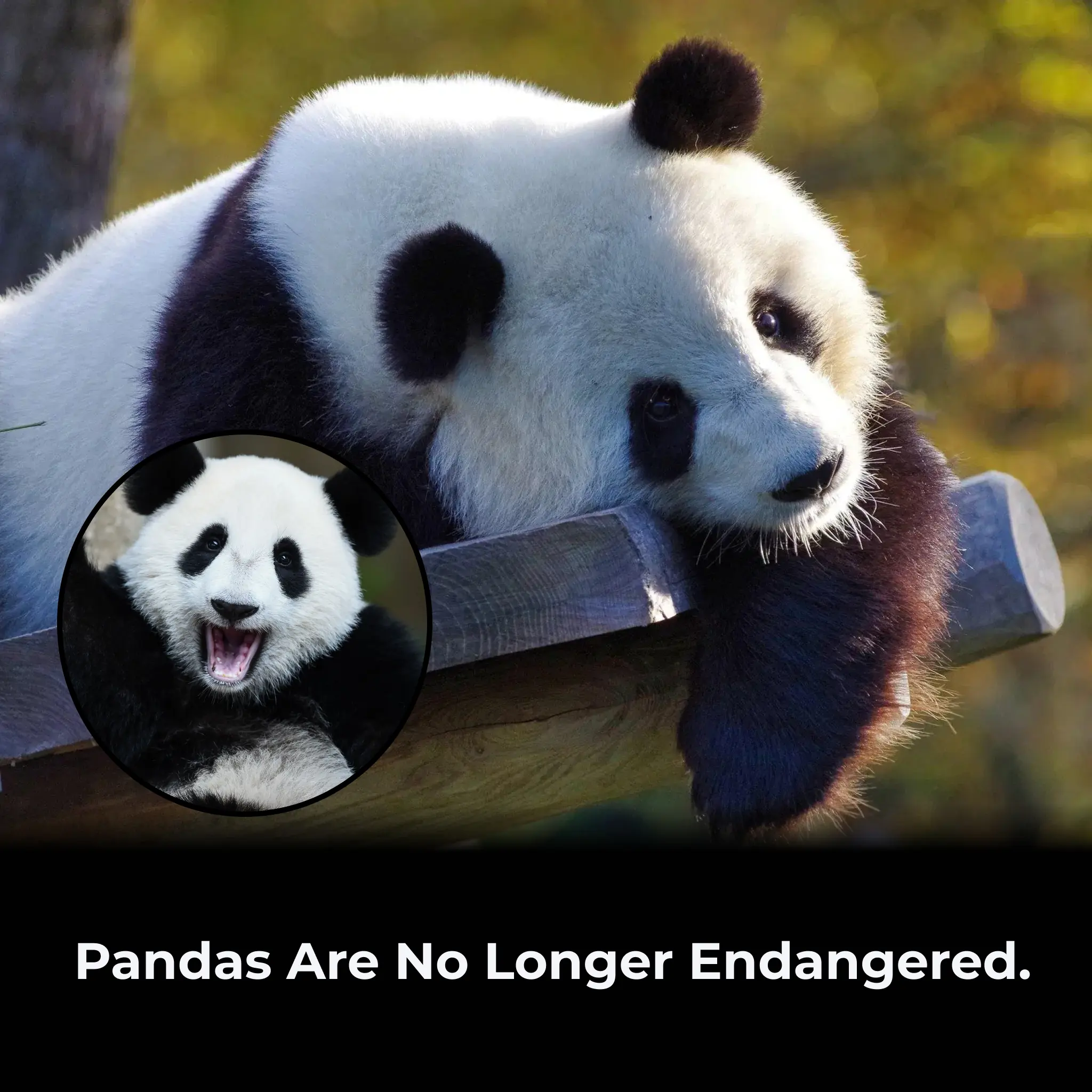 Giant Pandas Officially Move Off the Endangered Species List: A Historic Conservation Triumph