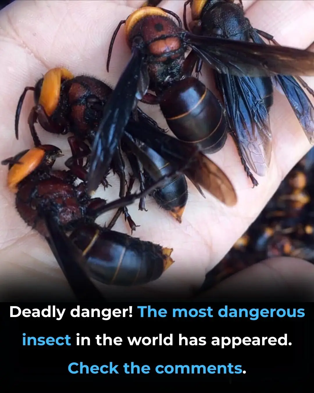 The Most Dangerous Insect In The World Has Appeared