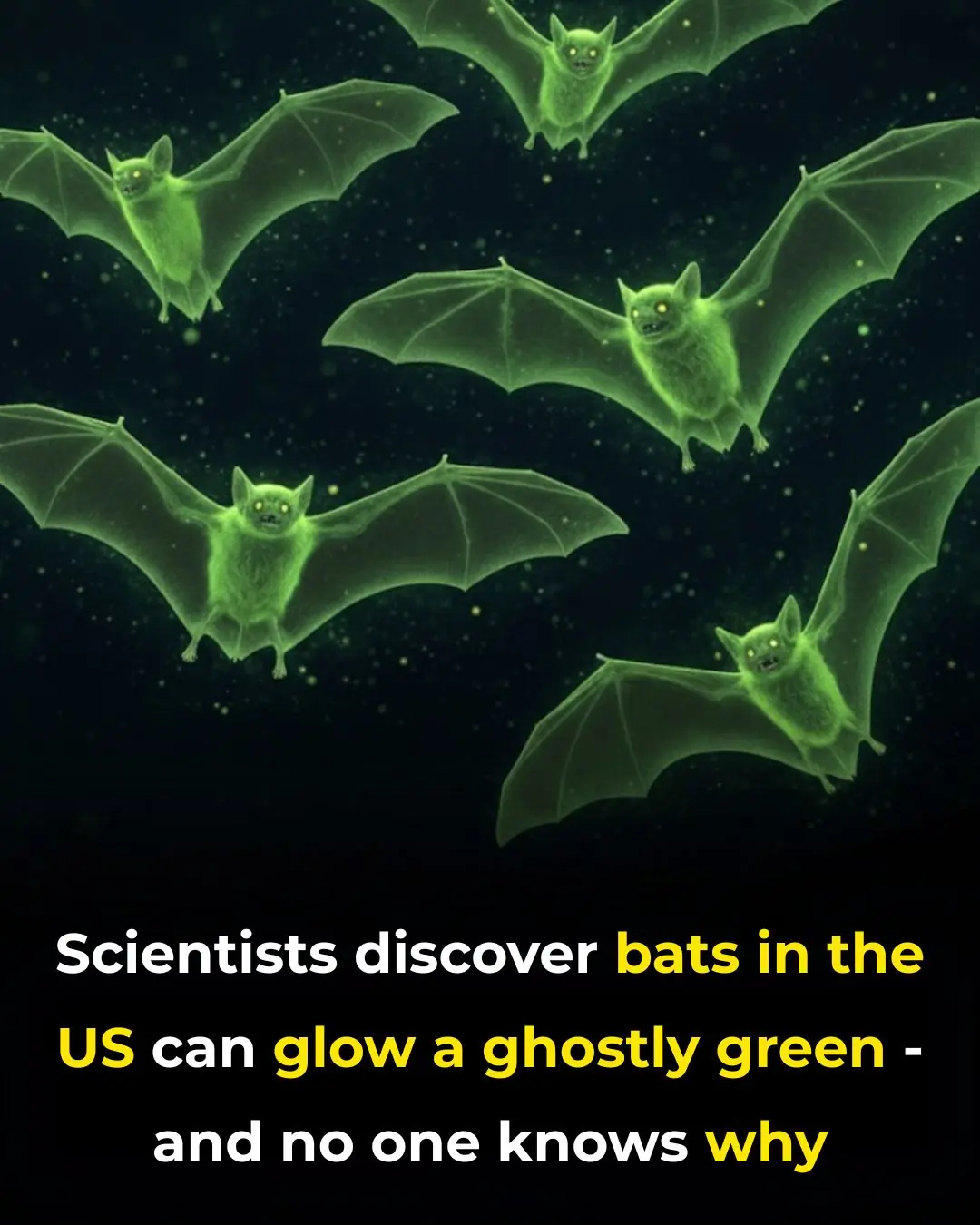 Scientists Discover Bats in the US Can Glow A Ghostly Green — and No One Knows Why