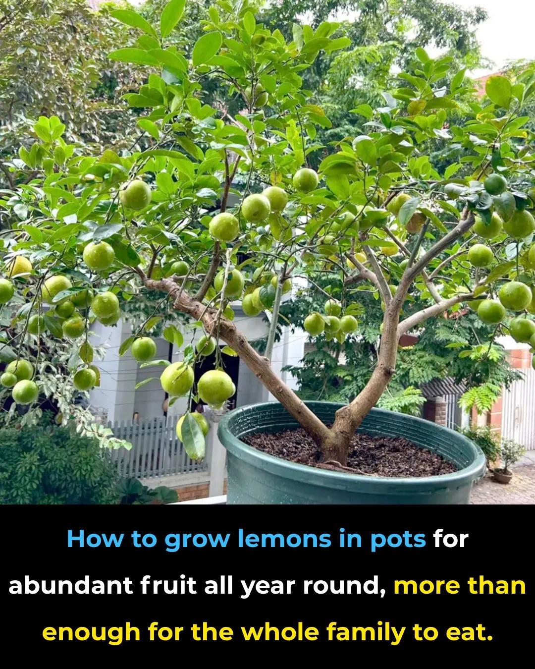 How to grow lemons in pots for abundant fruit all year round, more than enough for the whole family to eat