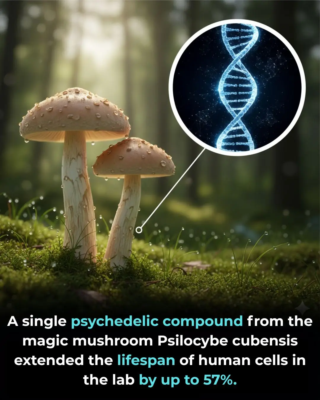 Psilocybin and the Biology of Aging: Emerging Experimental Evidence