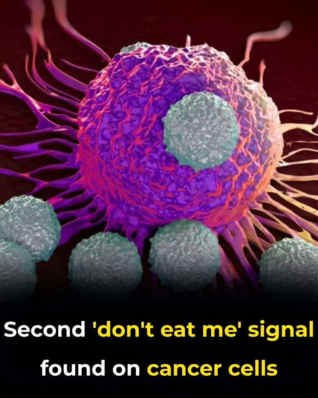 Dual “Don’t-Eat-Me” Signals: A New Paradigm in Cancer Immune Evasion