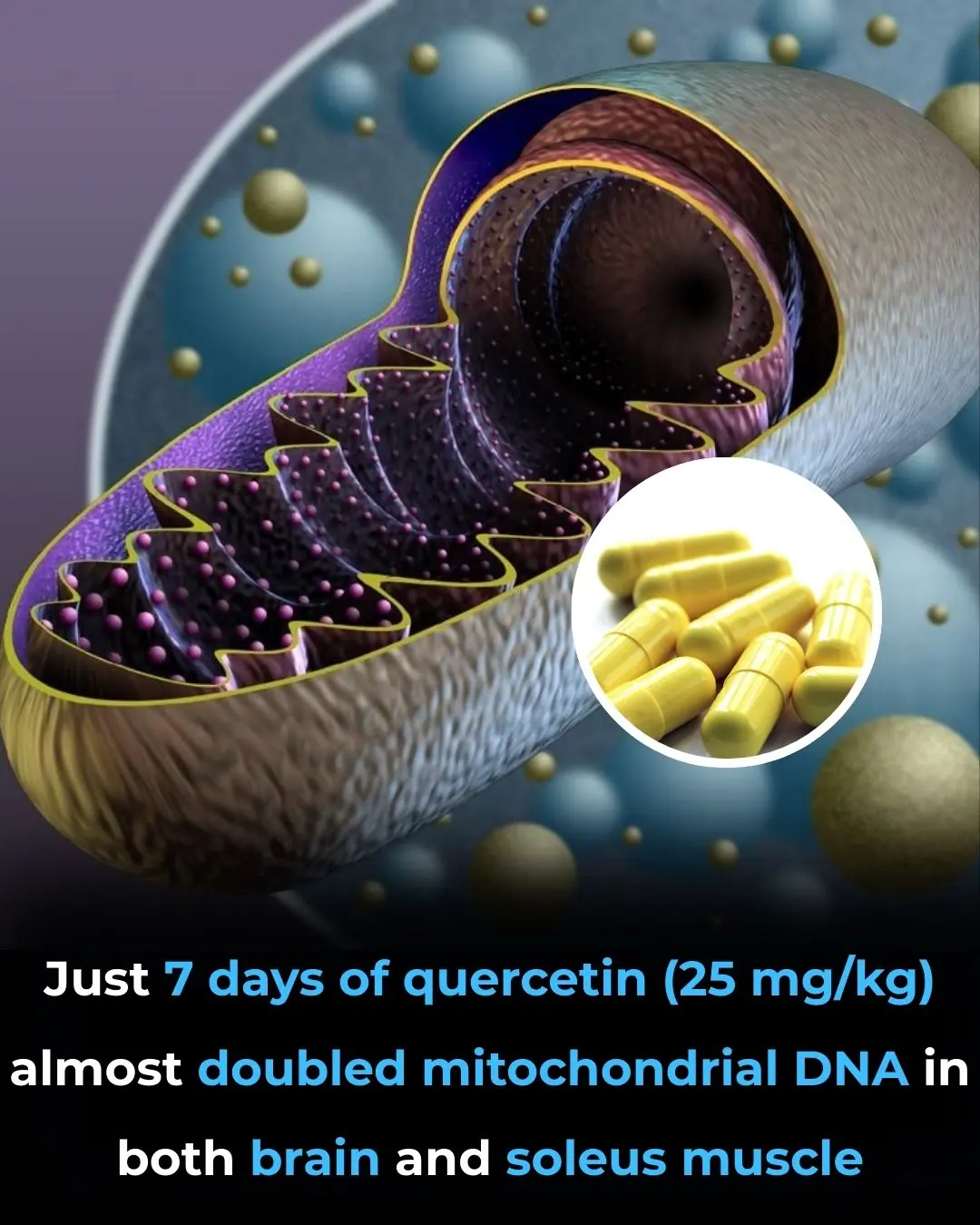 Quercetin as an Exercise Mimetic: Enhancing Mitochondrial Biogenesis and Physical Performance