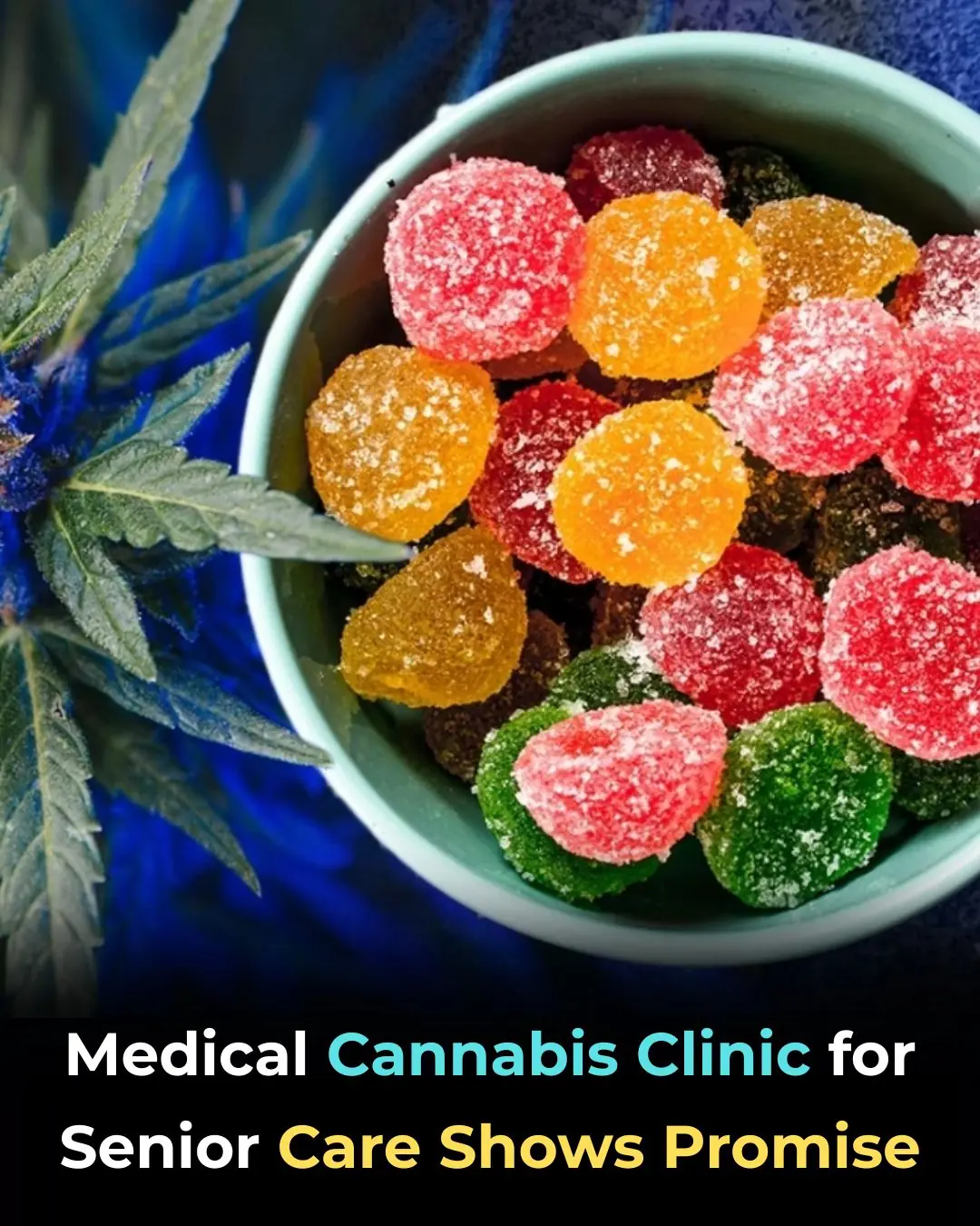 Physician-Led Medical Cannabis Clinics in Geriatric Care: A Promising Model for Senior Health