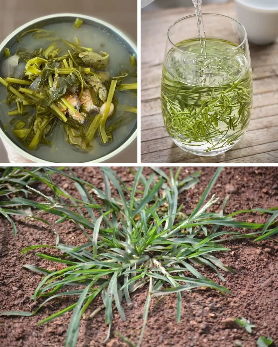 The Benefits of Eleusine Indica in Traditional Medicine