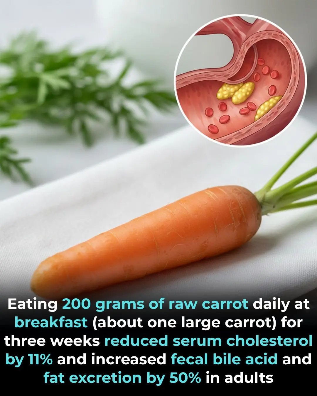 The Effects of Raw Carrot Consumption on Blood Lipids and Intestinal Function