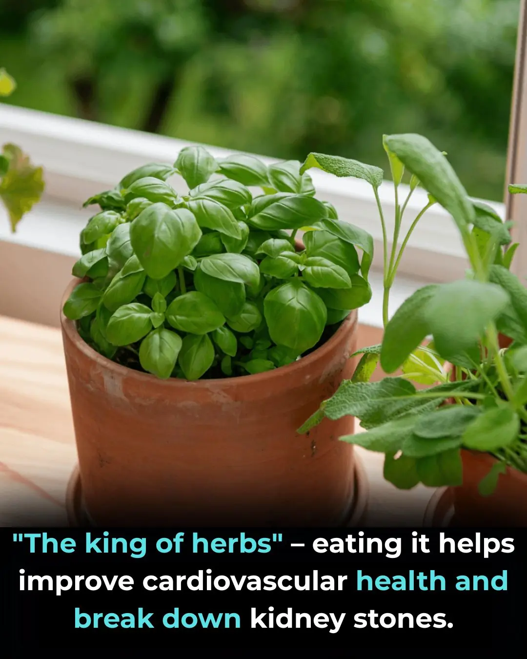 "The King of Herbs": Aids Heart Health and Helps Dissolve Kidney Stones