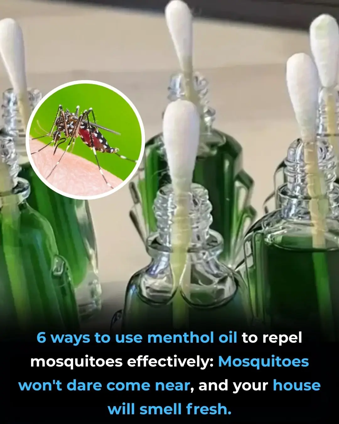 6 ways to use menthol oil to repel mosquitoes effectively: Mosquitoes won't dare come near, and your house will smell fresh