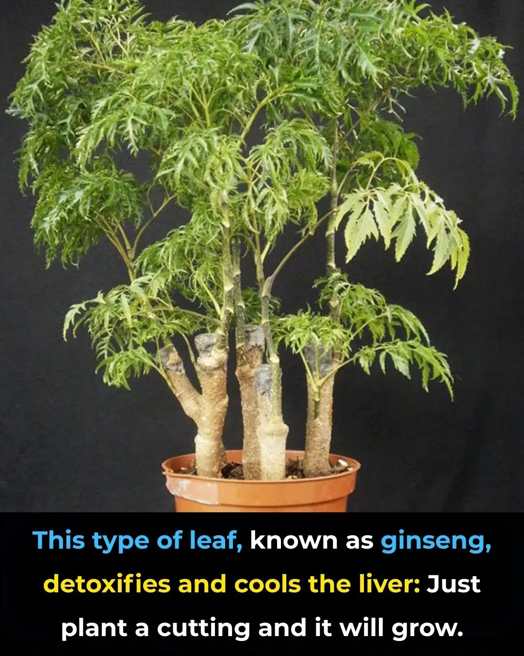 This type of leaf is called ginseng, detoxifying, and liver-cooling: it grows when you plant a cutting