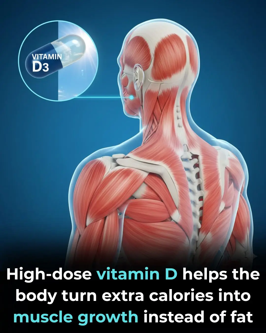 Vitamin D as a Regulator of Energy Partitioning: Insights from Preclinical Research