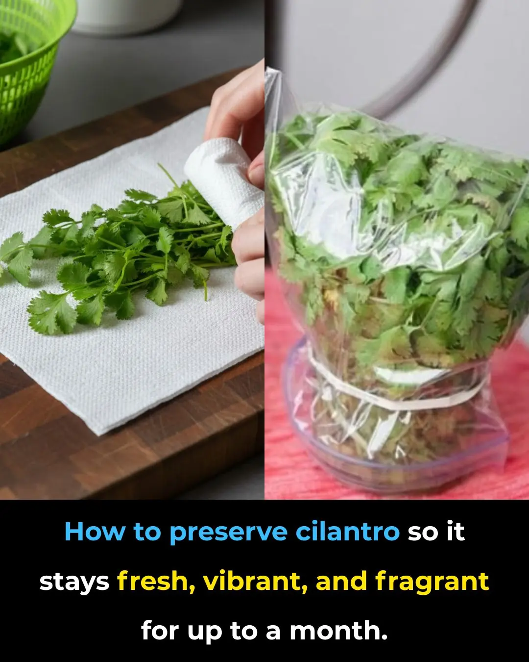 How to preserve cilantro so it stays fresh, vibrant, and fragrant for up to a month.