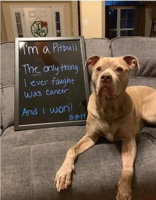 The Warrior’s Wag: Celebrating a Cancer-Free Pitbull and the Truth Behind the Breed