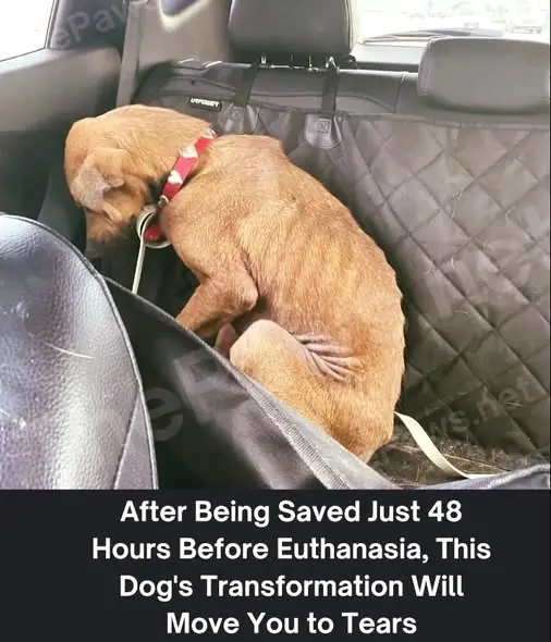 From "Death Row" to a Dignified Life: The Miracle Transformation of Clementine