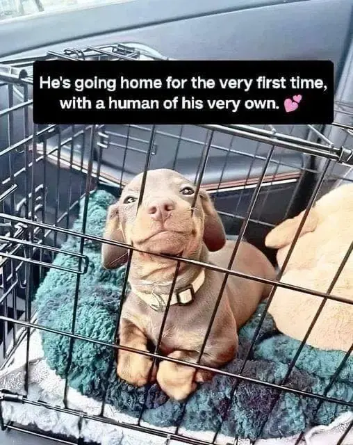 The "Freedom Ride": A New Chapter for a Shelter Survivor