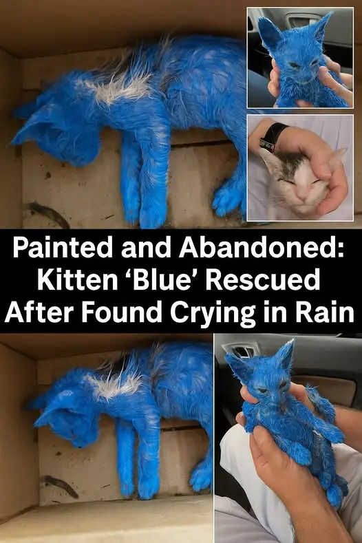 Dad Tells Dog He Got a Kitten — And the Internet Can’t Stop Laughing