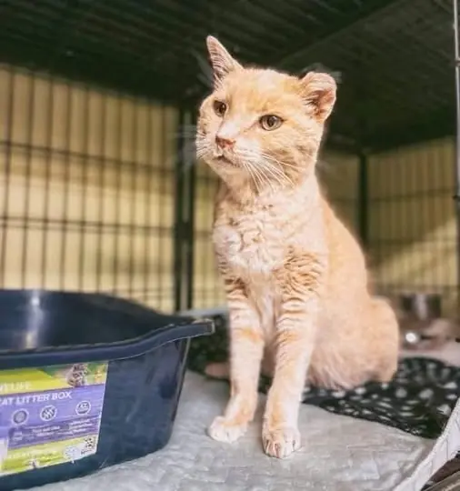 🐾 In Memory of Peyton