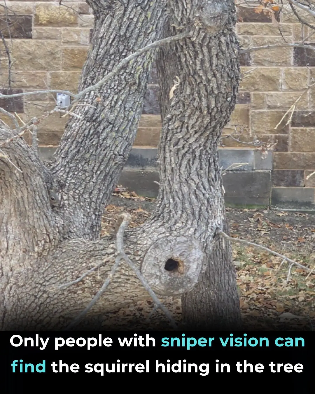 Only Those with “Sniper Vision” Can Spot the Hidden Squirrel in This Tree