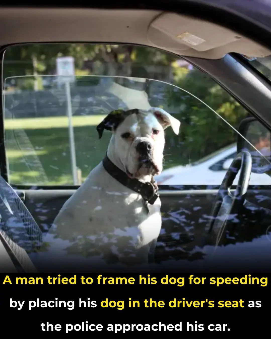 A Desperate Attempt: When a Driver Tried to Blame His Dog for Speeding