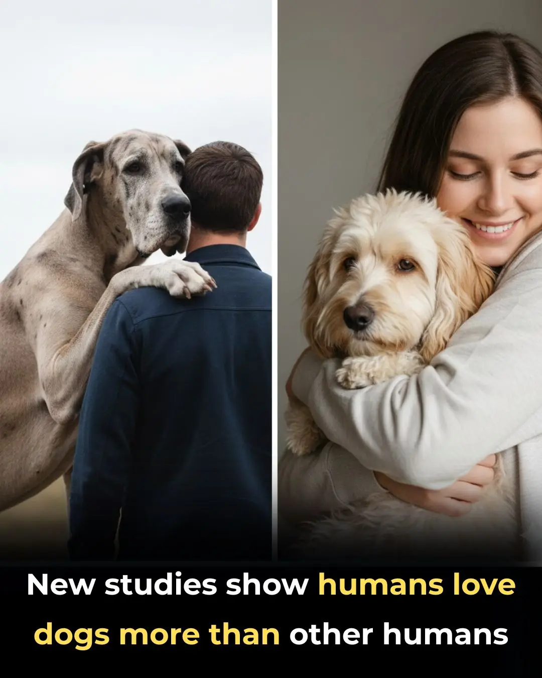 New Studies Reveal Humans Often Show More Empathy Toward Dogs Than Other Humans