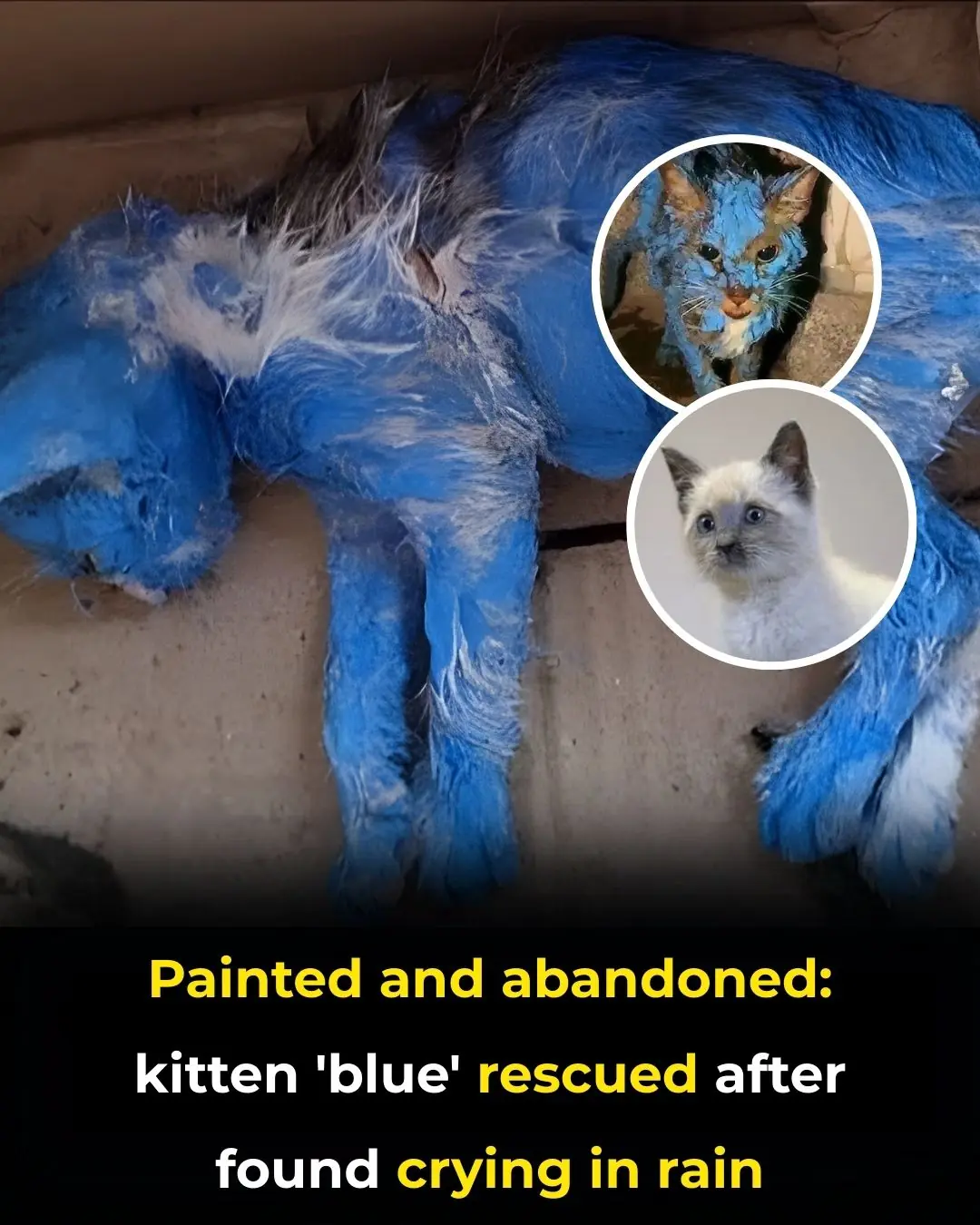 Dad Tells Dog He Got a Kitten — And the Internet Can’t Stop Laughing