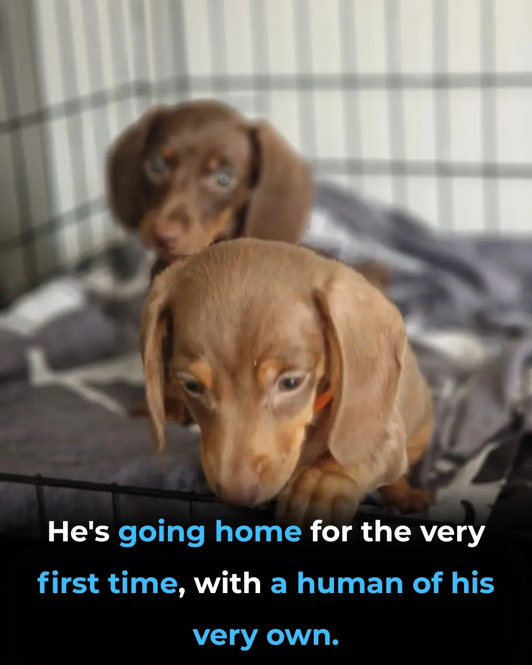 The "Freedom Ride": A New Chapter for a Shelter Survivor