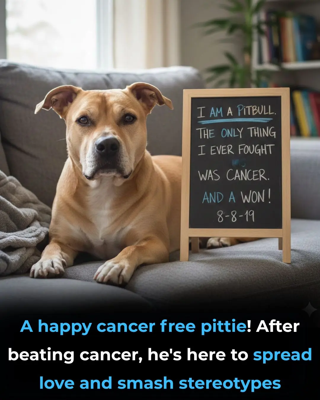 The Warrior’s Wag: Celebrating a Cancer-Free Pitbull and the Truth Behind the Breed