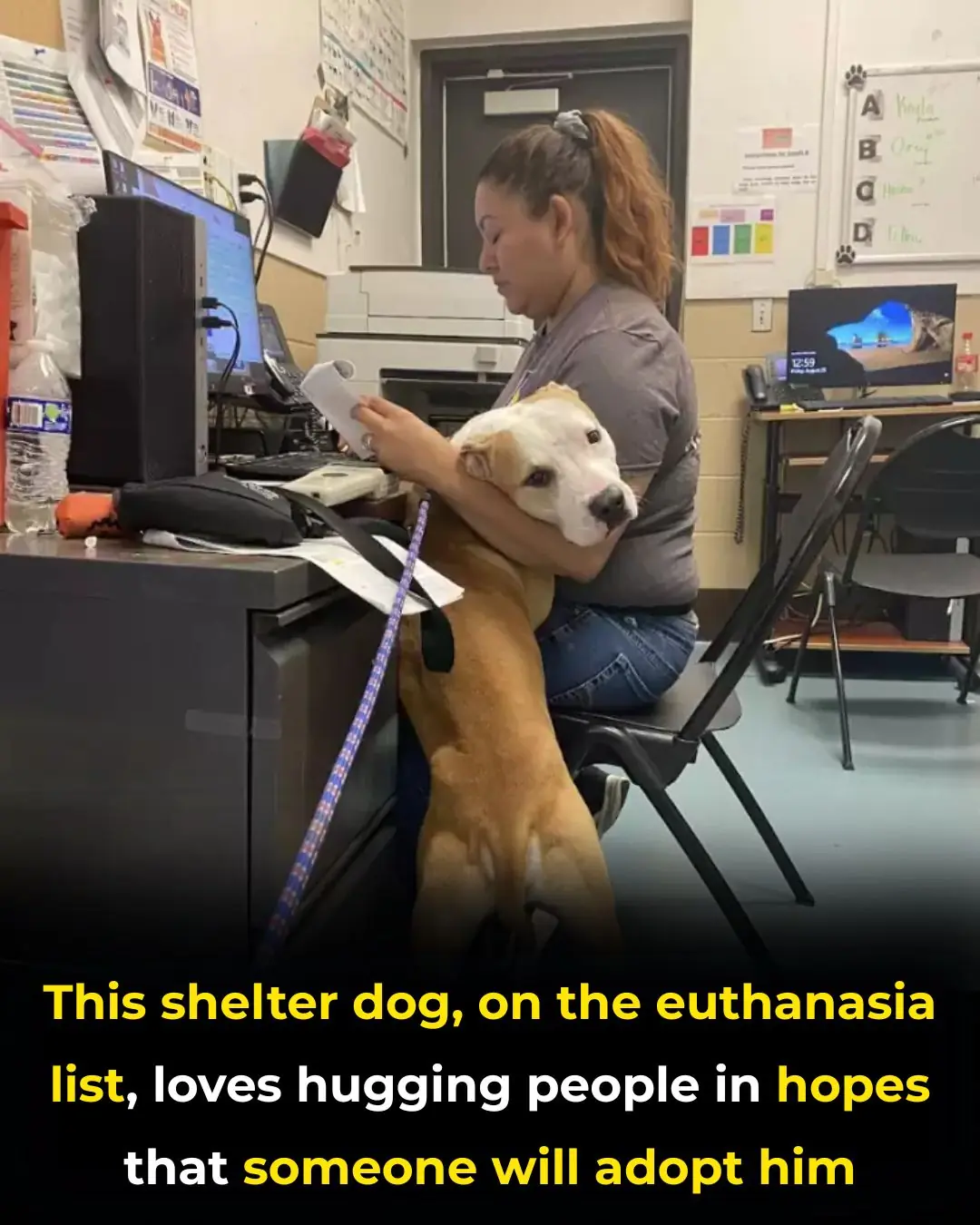 The Power of a Hug: How One "Code Red" Dog Embraced His Way to a Second Chance