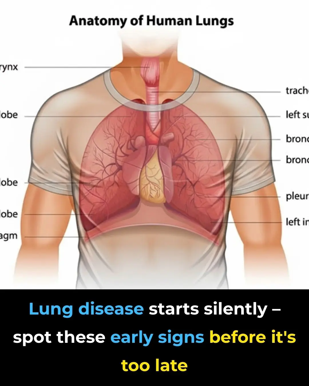 Early Signs of Lung Disease & How to Strengthen Your Lungs
