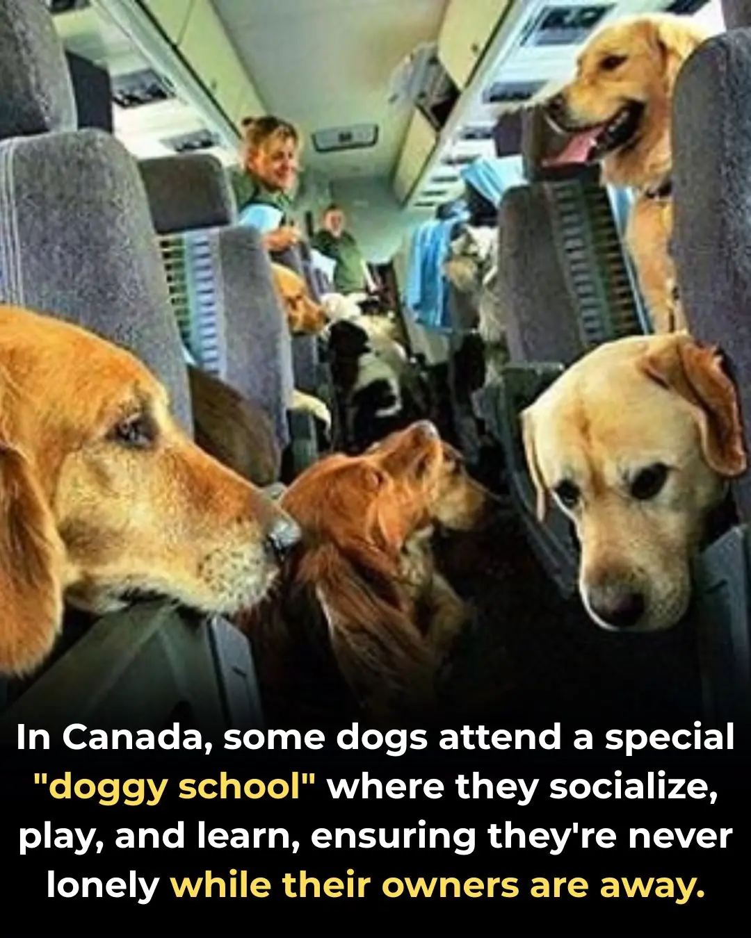 No More Lonely Days: Inside Canada’s Growing Trend of Doggy Schools