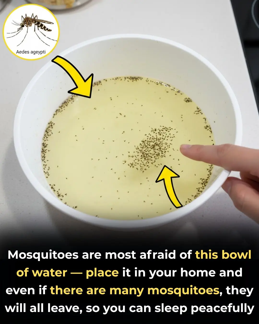 Mosquitoes are most afraid of this bowl of water