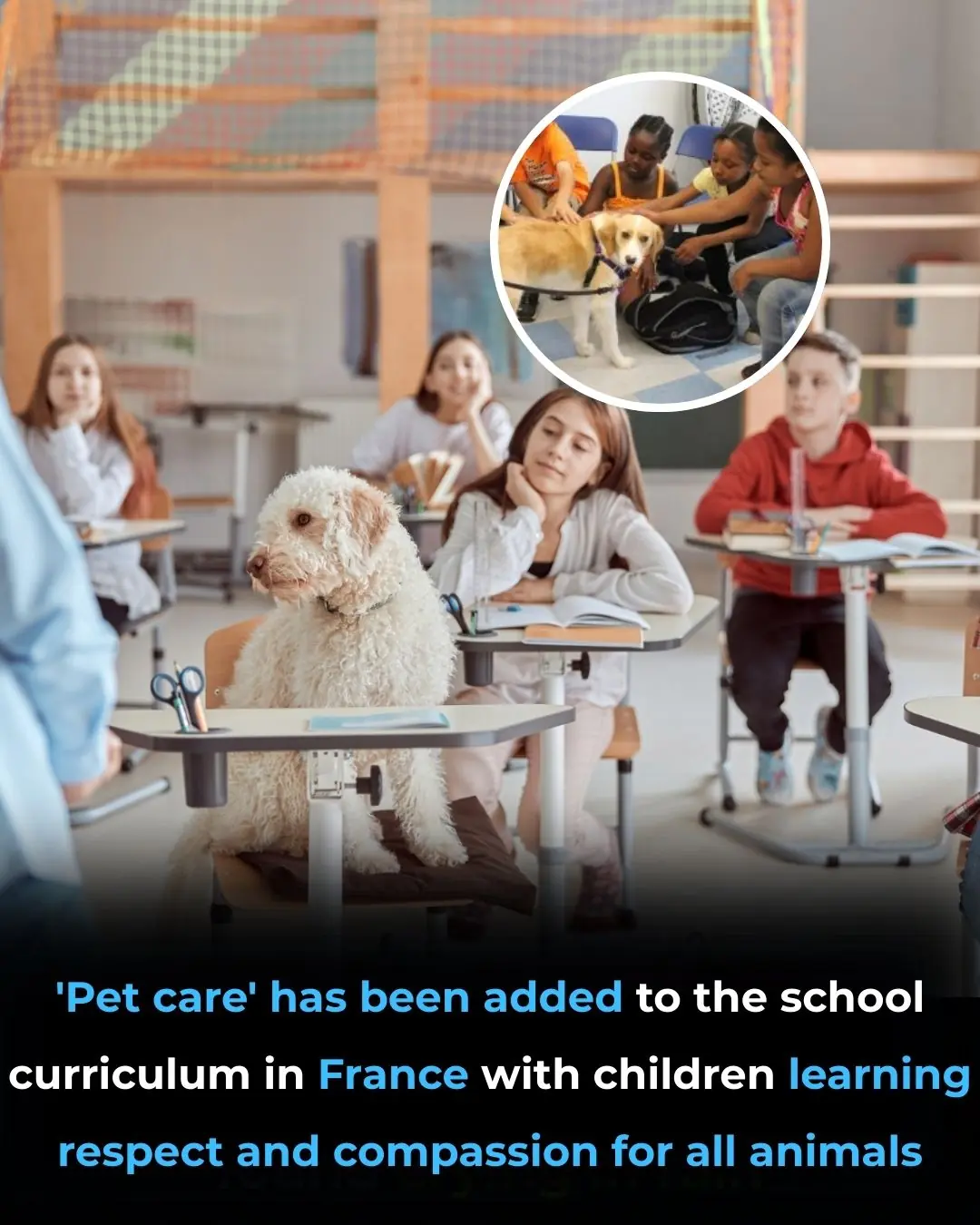 📚 What the New Curriculum Includes