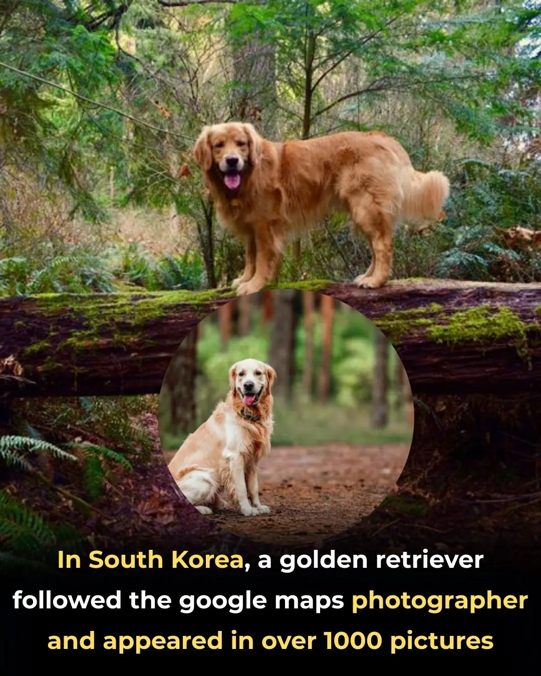 The Golden Retriever Who Became a Street View Star