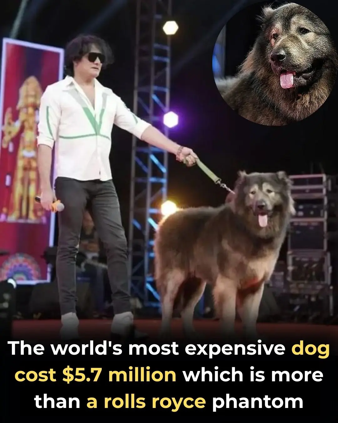 A $5.7 Million Puppy: The Story of Cadabomb Okami