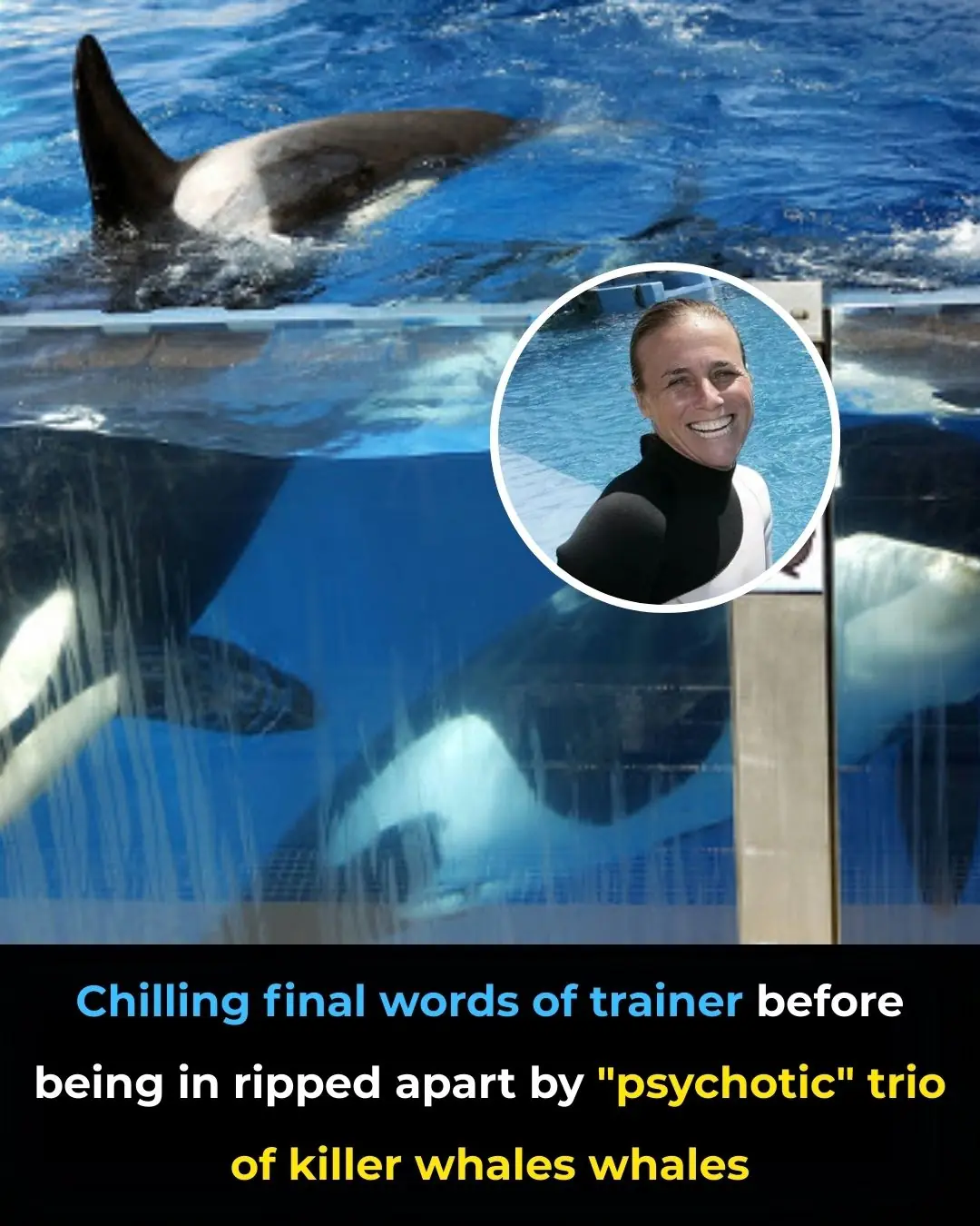 The Tragic Legacy of Tilikum: A "Psychotic" Orca or a Victim of Captivity?
