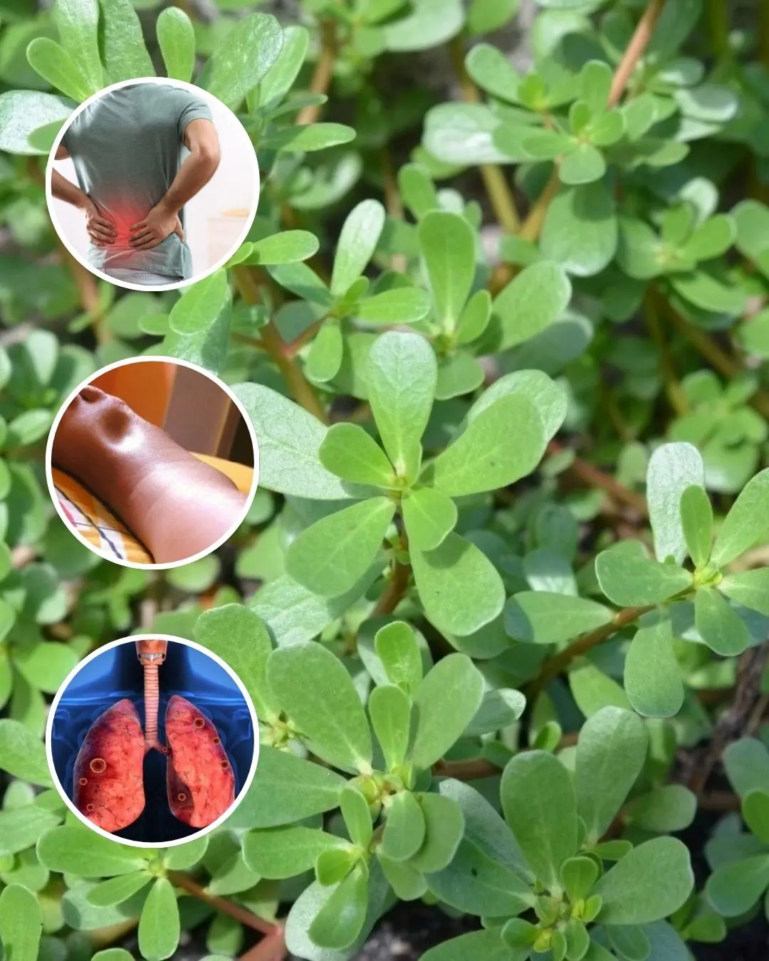 Surprising Health Benefits of Purslane (Portulaca oleracea)
