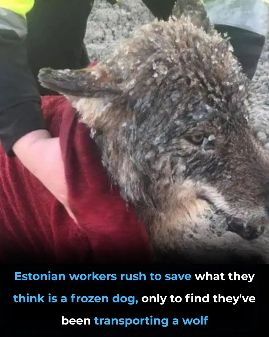 Rescuers Save a “Frozen Dog” from an Icy River — Only to Discover It Was a Wild Wolf